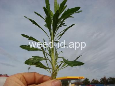 horseweed