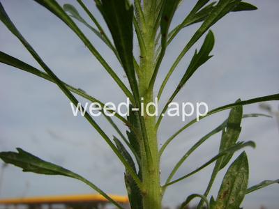 horseweed
