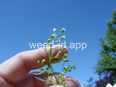 horseweed