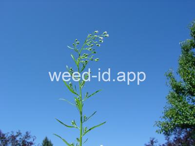 horseweed