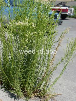 horseweed