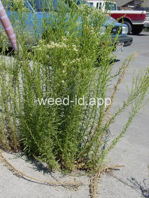 horseweed