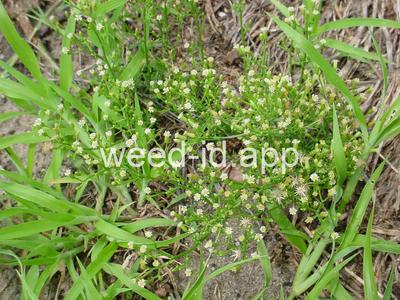 horseweed