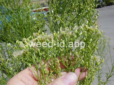 horseweed