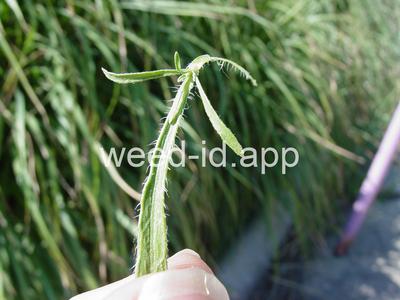 horseweed