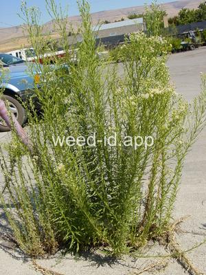 horseweed