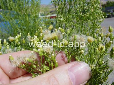 horseweed