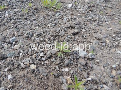 horseweed