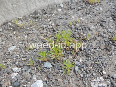 horseweed