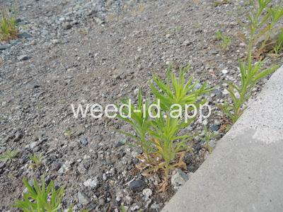 horseweed