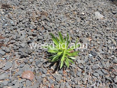 horseweed