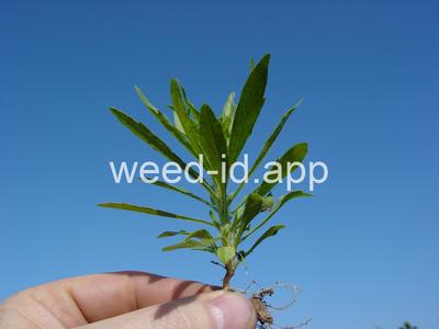 horseweed