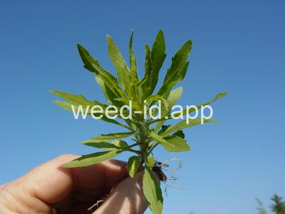 horseweed