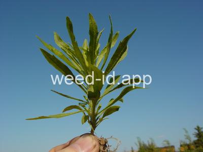 horseweed