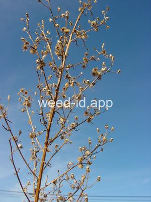 horseweed
