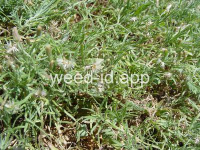 fleabane, dwarf