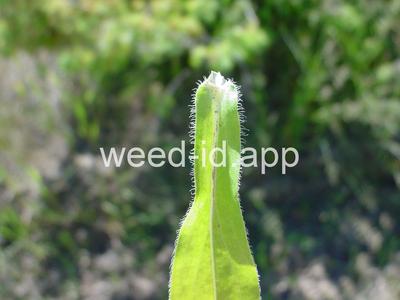 fleabane, Philadelphia