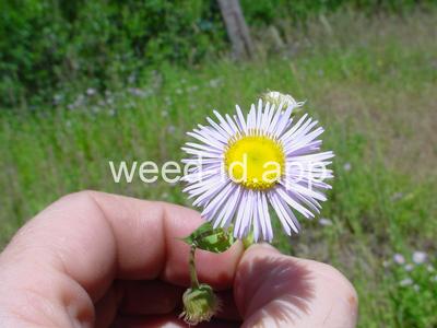 fleabane, Philadelphia