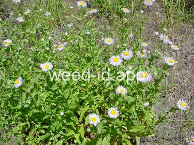 fleabane, Philadelphia