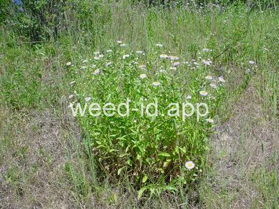 fleabane, Philadelphia