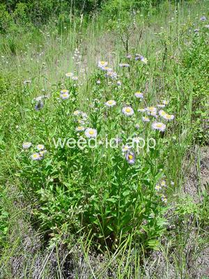 fleabane, Philadelphia