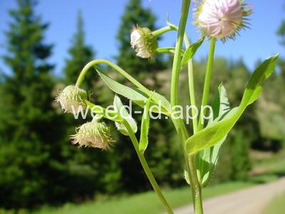 fleabane, Philadelphia