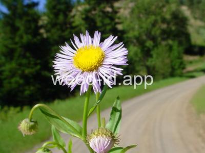 fleabane, Philadelphia