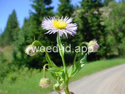 fleabane, Philadelphia