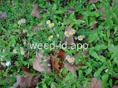fleabane, rough
