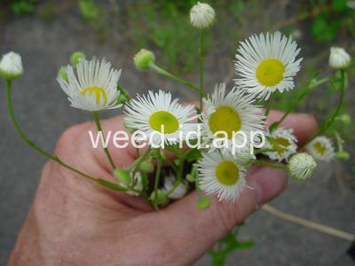 fleabane, rough