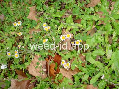 fleabane, rough