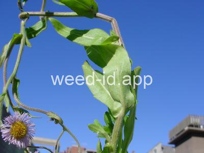 fleabane, rough