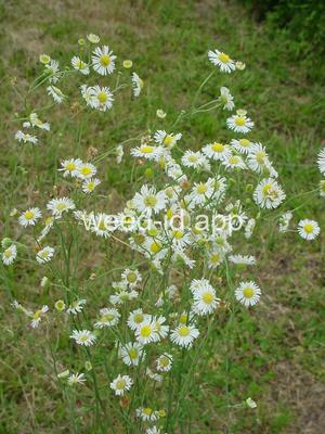 fleabane, rough