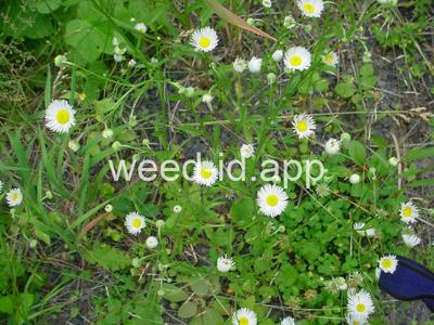 fleabane, rough