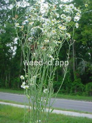 fleabane, rough