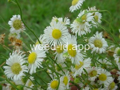 fleabane, rough