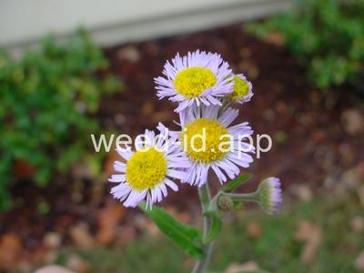 fleabane, rough