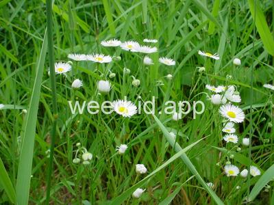 fleabane, rough