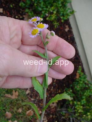 fleabane, rough