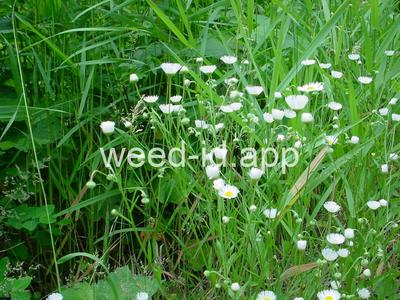 fleabane, rough