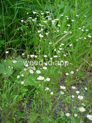 fleabane, rough