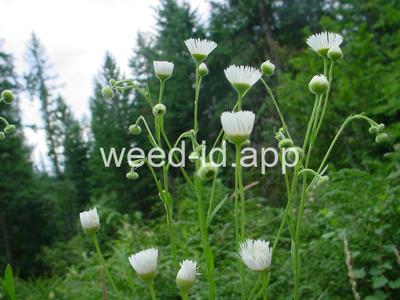 fleabane, rough