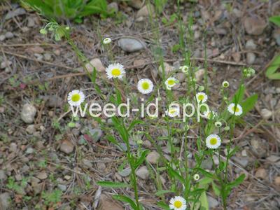 fleabane, rough
