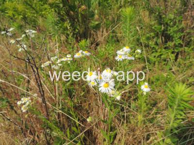 fleabane, rough