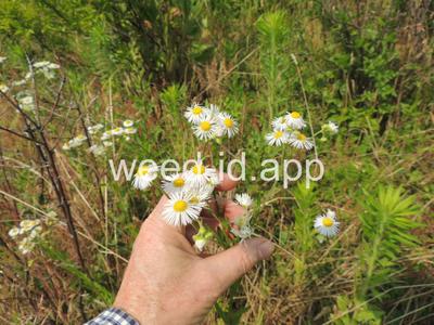 fleabane, rough