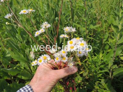 fleabane, rough