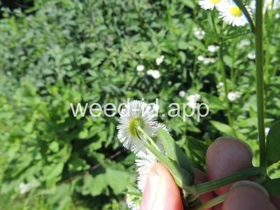 fleabane, rough