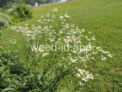 fleabane, rough