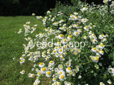 fleabane, rough
