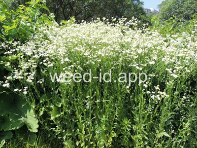 fleabane, rough
